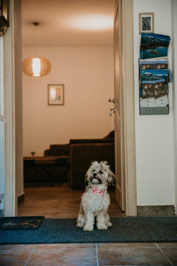 Apartments Villa Vesna Pokljuka Goreljek Екстериор снимка